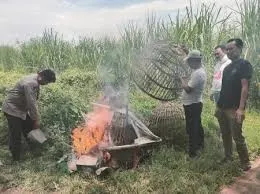 Isu Dugaan Sambung Ayam di Jatikalang Ditelusuri, Aparat dan Warga Sampaikan Klarifikasi
